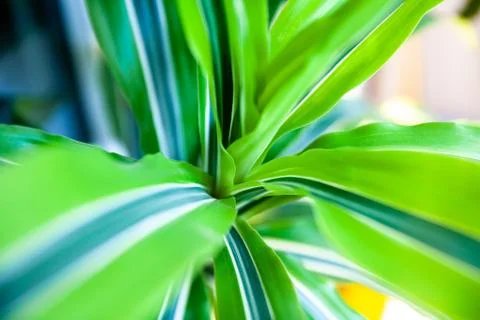 Dracaena Stock-Fotos