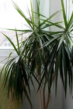 Dracaena potted tree Stock Photos