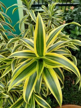 Dracaena reflexa 스톡 사진