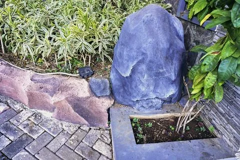 Dracaena reflexa Stock Photos