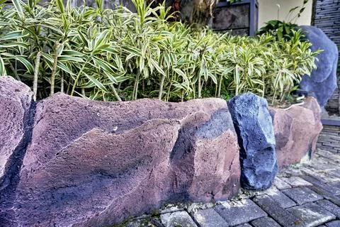 Dracaena reflexa Stock Photos