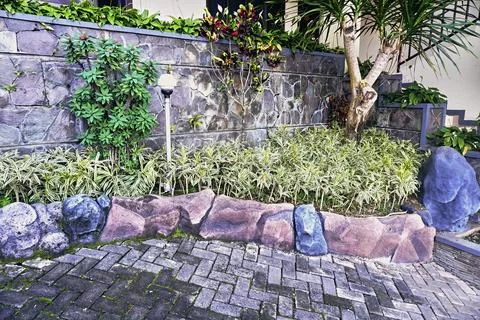 Dracaena reflexa Stock Photos