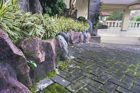 Dracaena reflexa Stock Photos