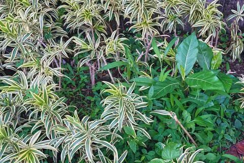 Dracaena reflexa Stock Photos