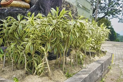 Dracaena reflexa Foto stock