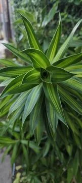 Dracaena reflexa Stock Photos