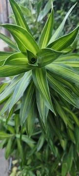 Dracaena reflexa 스톡 사진