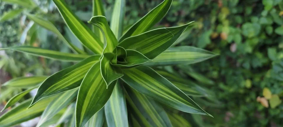 Dracaena reflexa 스톡 사진