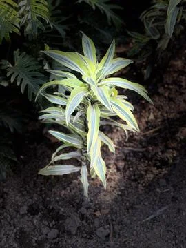 Dracaena reflexa Stock Photos