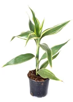 Dracaena sanderania in studio Stock Photos