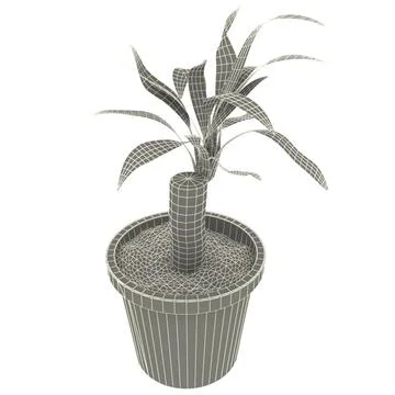 Dracaena Santa Rosa 3D Model
