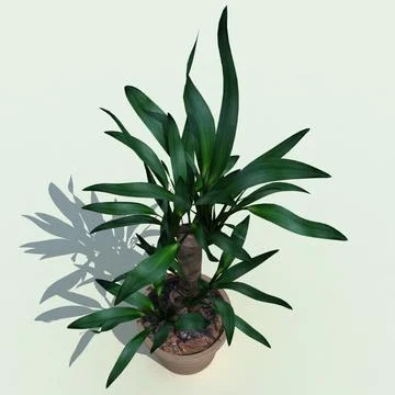Dracaena Santa Rosa V2 3D Model
