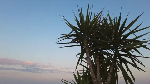 Dracaena on a sky background. Stock Footage 267122216
