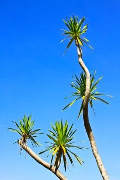 Dracaena tree Foto stock