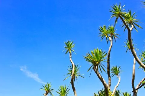 Dracaena tree Stock Photos