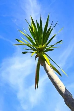 Dracaena tree Stock Photos