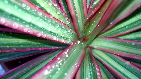 Dracaena Tropical Plant Stock Footage 86249080
