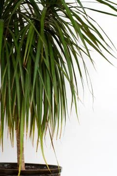 Dracaena on white background Stock Photos