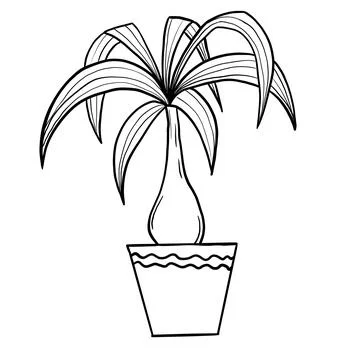 Dracena dragon tree in a pot in black line outline cartoon style. Coloring book Stock Illustration