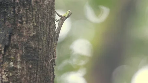 Draco dussumieri, Indian flying lizard, Western Ghats flying lizard Stock Footage 170217235
