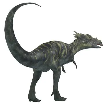Dracorex Dinosaur on White Stock Illustration
