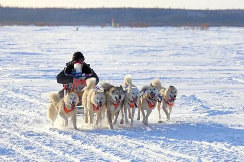 Draft dogs 스톡 사진