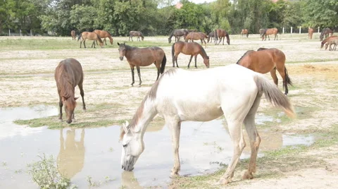 Draft horse in the field.Thailand. Stock Footage 50132592