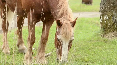 Draft horse grazing Stock Footage 50518265