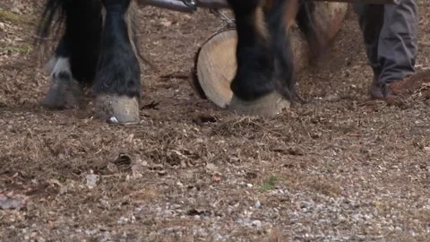 Draft Horse Hauling Heavy Timber Close-Up Stock-Footage 343725019