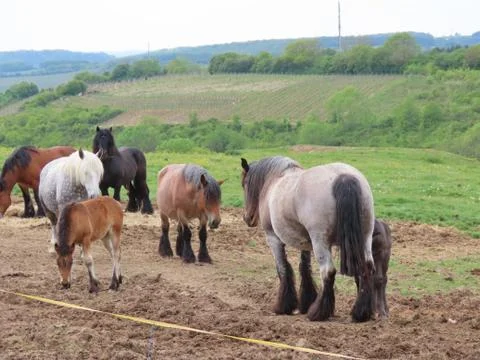 Draft horse herd Stock Photos