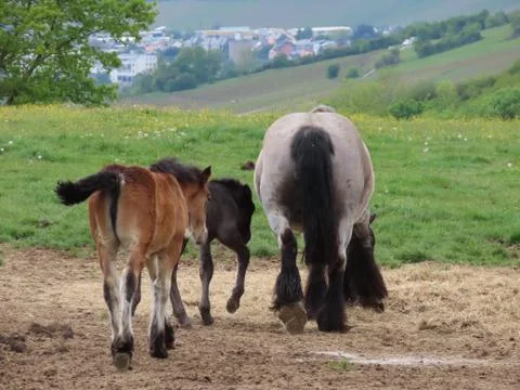 Draft horse herd Stock Photos