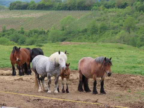 Draft horse herd Stock-Fotos