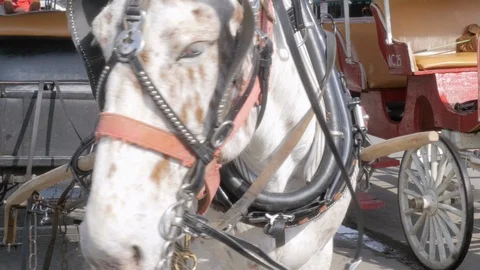 Draft Horse Hitched to a Wagon for Horse Drawn Carriage Tours in 4k Stock Footage 89546526