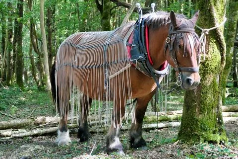 Draft Horse Log Pulling. Stock Photos
