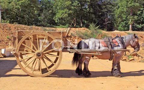 Draft horse Stock Photos