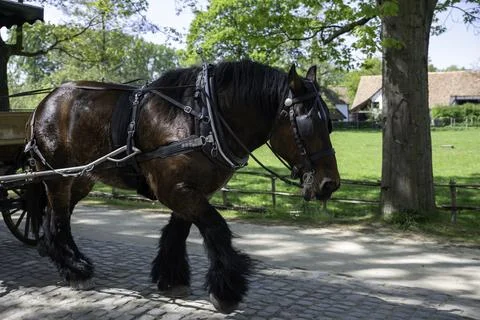 Draft Horse Pulling Traditional Carriage Along Cobblestone Path in Peaceful.. Stock Photos