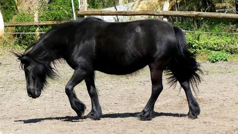 A Draft Horse, Work Horse Stock Photos