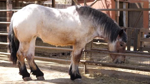 Draft horse.Close-up. Horse eats dry grass from a feeder in a paddock Stock Footage 128912491