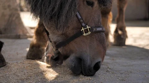 Draft horse.Close-up. Horse eats grain right off the concrete floor in a paddock Stock-Footage 128909459