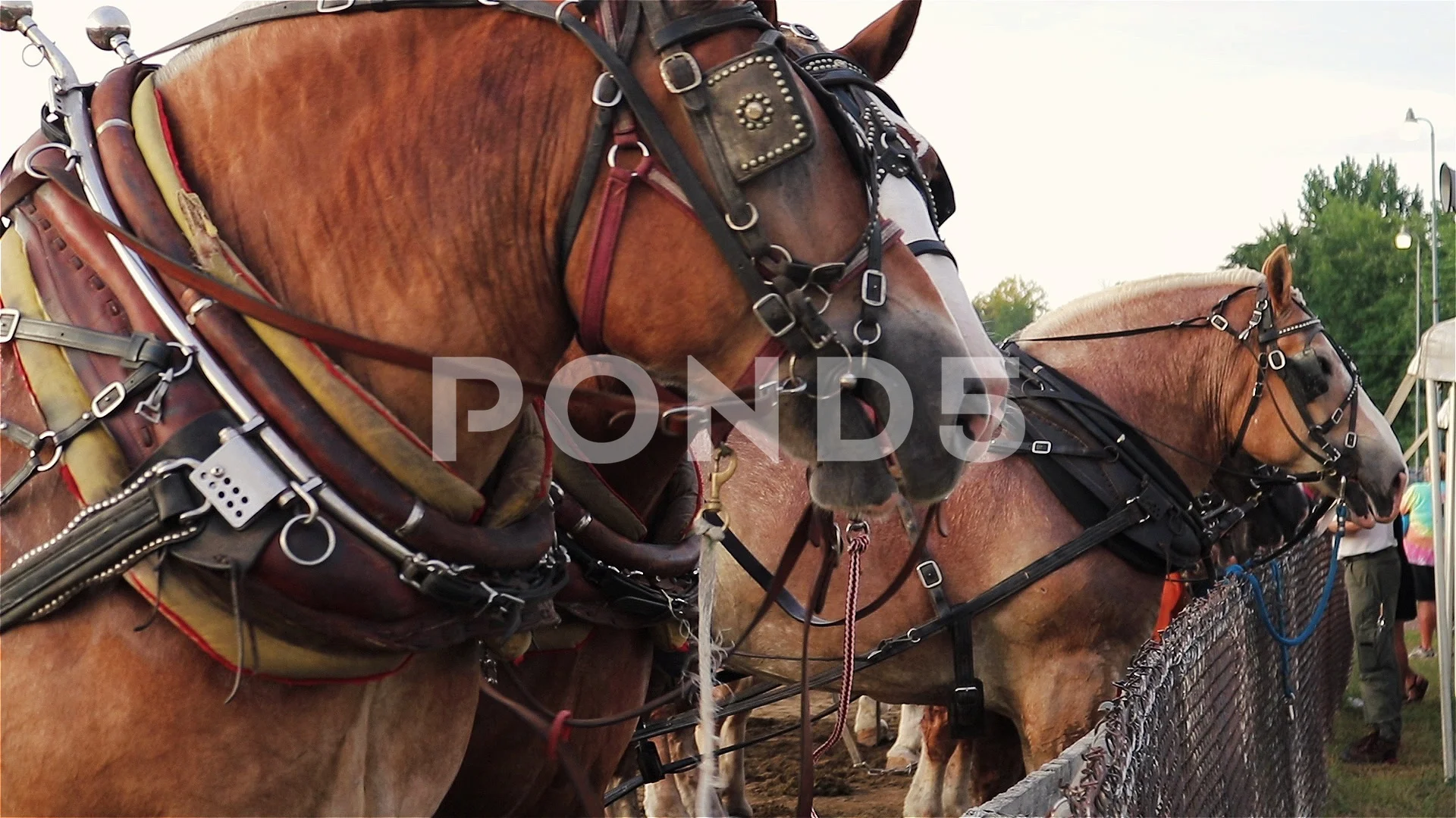 1,200+ Draft Horse In Bridle Stock Photos, Pictures & Royalty-Free