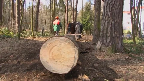 Draft Horses Dragging Large Log Through Forest Stock-Footage 343724695