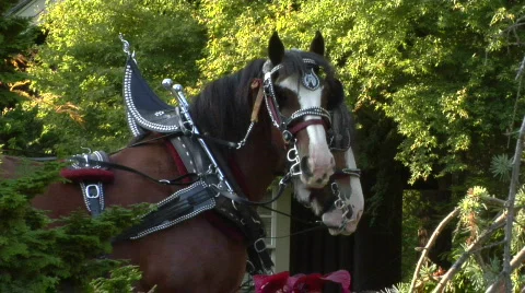 Draft Horses In Harness Stand And Fidget 스톡 동영상 825049