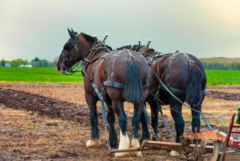 Draft Horses hooked to a plow Stock Photos