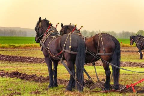 Draft Horses hooked to a plow Stock Photos