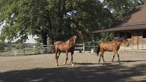 Draft horses in paddock with barn. Pedigree horses white brown color on the farm Stock Footage 207557829