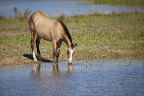 Draft horses Stock Photos