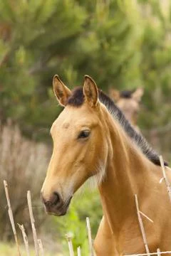 Draft horses Stockfoto's