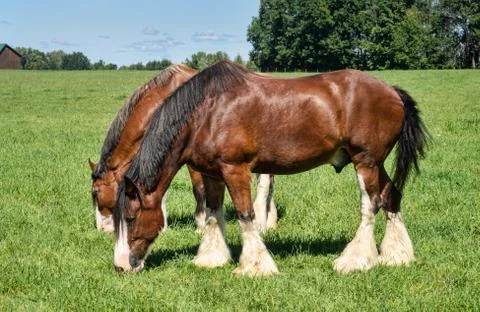 Draft horses Stock Photos