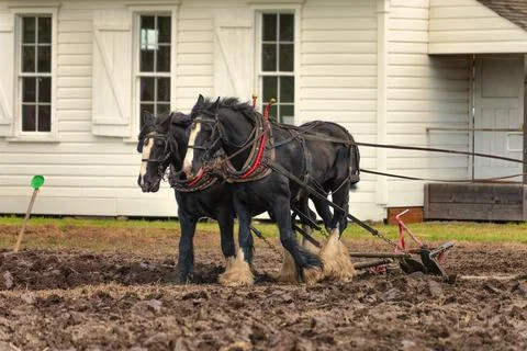 Draft Horses Plowing a Field Stock Photos