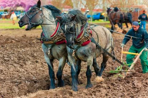 Draft Horses pull a plow guided by a man Stock Photos